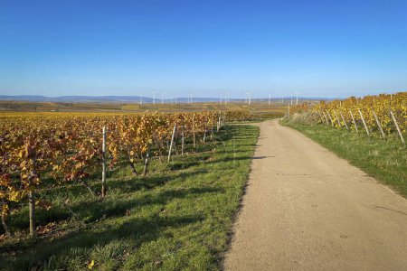 Foto de Vista panorámica de los viñedos amarillos de color otoño cerca de Flonheim Rhine Hesse, Alemania con turbinas eólicas en el fondo contra el cielo azul - Imagen libre de derechos