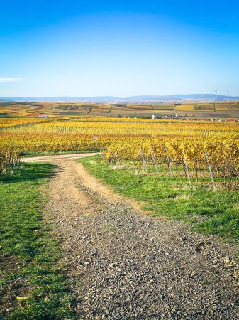 Téléchargez les photos : Vue panoramique des vignobles jaunes de couleur automne près de Flonheim Rhin Hesse, Allemagne avec des éoliennes en arrière-plan sur ciel bleu - en image libre de droit