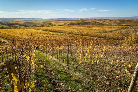 Foto de Filas de viñedos con hojas amarillas y doradas cambiantes en otoño, campo tradicional y paisajes del hermoso Rin Hesse, Alemania - Imagen libre de derechos