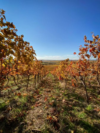Téléchargez les photos : Vue sur les rangées de vignes avec des feuilles jaunes et dorées changeantes en automne, campagne traditionnelle et paysages de la belle Hesse rhénane, Allemagne contre le ciel bleu - en image libre de droit