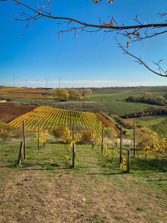 Téléchargez les photos : Rangées de vignes aux feuilles jaunes et dorées changeantes en automne, campagne traditionnelle et paysages de la belle Hesse rhénane, Allemagne - en image libre de droit