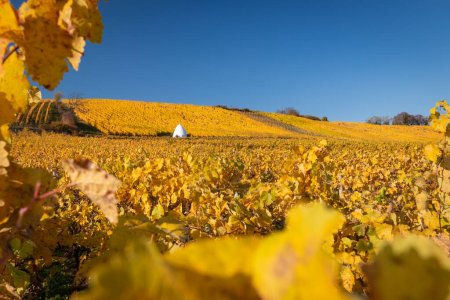 Szenische Aussicht auf Weinberge in schönen gelben Herbstfarben bei Flonheim mit dem Gebäude Trullo an der Geistermühle in Rheinhessen, Deutschland gegen blauen Himmel am Wanderweg "Hiwweltour Auheimer Tal"