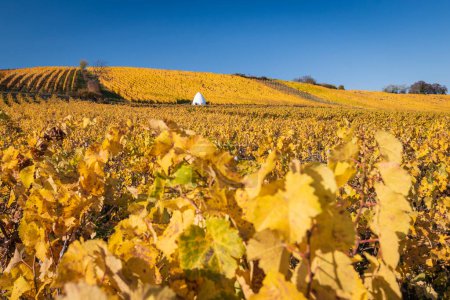 Téléchargez les photos : Vue panoramique du vignoble dans de belles couleurs d'automne jaune près de Flonheim avec le bâtiment Trullo an der Geistermuehle dans la région du Rhin Hesse, Allemagne contre le ciel bleu le long du sentier de randonnée "Hiwweltour Auheimer Tal" - en image libre de droit