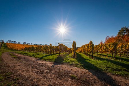 Téléchargez les photos : Rangées de vignes au coucher du soleil avec feuilles jaunes et dorées changeantes en automne, campagne traditionnelle et paysages de la belle Hesse rhénane, Allemagne - en image libre de droit