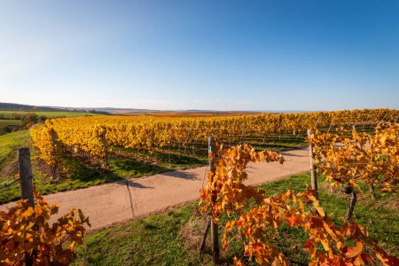Panoramic view of autumn colored yellow vineyards near Flonheim, Rhine Hesse, Germany along hiking trail "Hiwweltour Aulheimer Tal" against blue sky