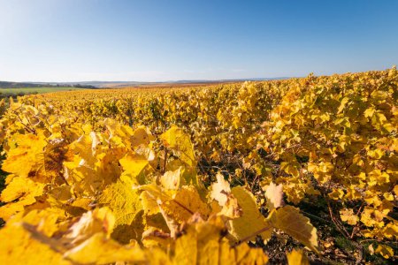 Téléchargez les photos : Vue panoramique des vignobles jaunes de couleur automne près de Flonheim, Rhin Hesse, Allemagne le long du sentier de randonnée "Hiwweltour Aulheimer Tal" contre le ciel bleu - en image libre de droit