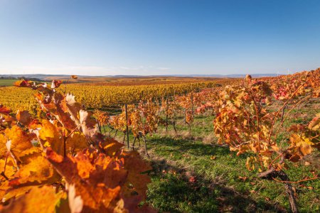 Foto de Vista panorámica de los viñedos marrones de color otoño cerca de Flonheim, Rhine Hesse, Alemania a lo largo de la ruta de senderismo "Hiwweltour Aulheimer Tal" contra el cielo azul - Imagen libre de derechos