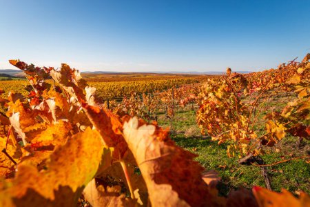 Téléchargez les photos : Vue panoramique des vignobles bruns de couleur automne près de Flonheim, Rhin Hesse, Allemagne le long du sentier de randonnée "Hiwweltour Aulheimer Tal" contre le ciel bleu - en image libre de droit