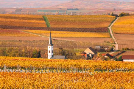 Téléchargez les photos : Eglise au large de Flonheim Uffhofen, Allemagne au milieu des vignobles colorés d'automne du Rhin Hesse - en image libre de droit