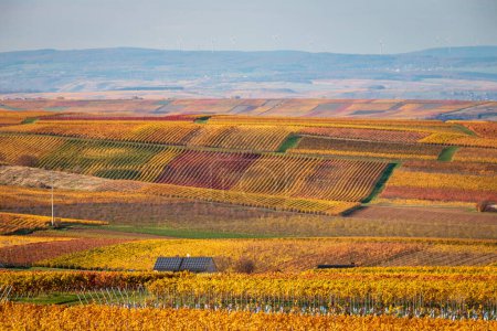 Téléchargez les photos : Vue panoramique des vignobles jaunes et bruns de couleur automne près de Flonheim, Rhin Hesse, Allemagne le long du sentier de randonnée "Hiwweltour Aulheimer Tal" - en image libre de droit