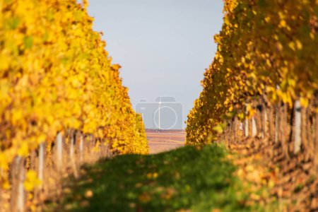 Téléchargez les photos : En regardant les rangées de vignes avec des feuilles jaunes et dorées changeantes en automne, la campagne traditionnelle et les paysages du beau Rhin Hesse, Allemagne vers les éoliennes - en image libre de droit