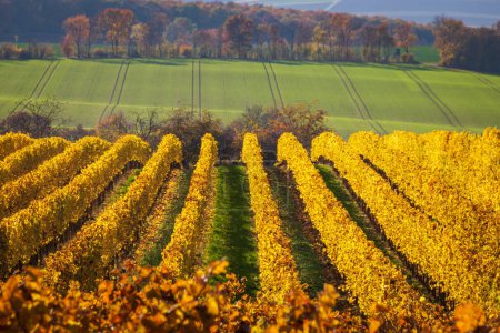 Téléchargez les photos : Rangées de vignes aux feuilles jaunes et dorées changeantes en automne, campagne traditionnelle et paysages de la belle Hesse rhénane, Allemagne - en image libre de droit