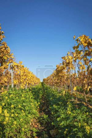 Foto de Filas de viñedos con hojas amarillas y doradas cambiantes con colza en el suelo en otoño contra el cielo azul. Paisajes y paisajes tradicionales del hermoso Rin Hesse, Alemania. - Imagen libre de derechos