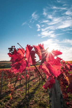 Téléchargez les photos : De belles feuilles de vigne en rouge vif contre le ciel bleu avec des nuages et du soleil en forme d'étoile. Rétro-éclairage. Couleurs d'automne fond naturel. - en image libre de droit