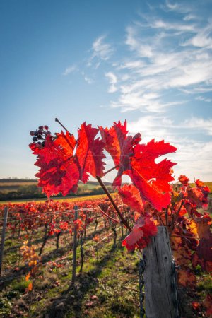 Téléchargez les photos : De belles feuilles de vigne en rouge vif contre le ciel bleu avec des nuages et du soleil. Rétro-éclairage. Couleurs d'automne fond naturel. - en image libre de droit