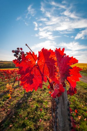 Beautiful vine leaves in bright red against blue sky with clouds and sun. Backlight. Autumn colors natural background.