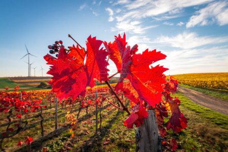 Nahaufnahme wunderschöner Weinblätter in leuchtendem Rot vor blauem Himmel mit Wolken und Sonne. Gegenlicht. Herbst Farben natürlichen Hintergrund.