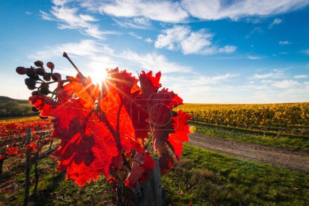 Téléchargez les photos : Gros plan de belles feuilles de vigne en rouge vif contre le ciel bleu avec des nuages et le soleil en forme d'étoile. Rétro-éclairage. Couleurs d'automne fond naturel. - en image libre de droit