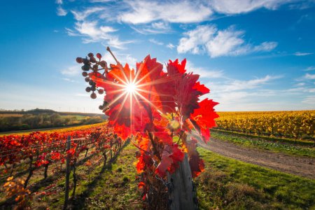 Téléchargez les photos : De belles feuilles de vigne en rouge vif contre le ciel bleu avec des nuages et du soleil en forme d'étoile. Rétro-éclairage. Couleurs d'automne fond naturel. - en image libre de droit