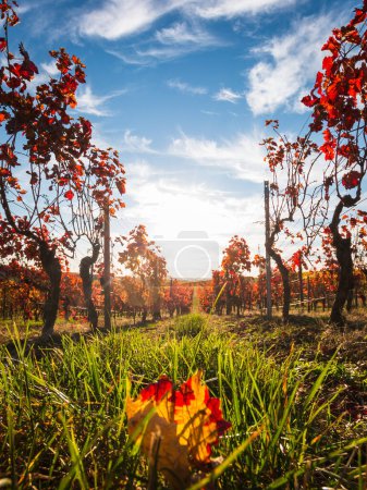Téléchargez les photos : Vue en angle bas des rangées de vignes avec des feuilles rouges changeantes en automne, campagne traditionnelle et paysages de la belle Hesse rhénane, Allemagne contre ciel bleu avec nuages - en image libre de droit