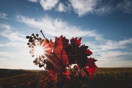 Foto de Hermosas hojas de vid en rojo brillante contra el cielo azul con nubes y sol en forma de estrella. Retroiluminación. Colores otoñales fondo natural. - Imagen libre de derechos