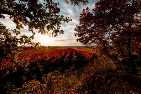 Téléchargez les photos : Vue panoramique des vignobles rouges de couleur automne près de Flonheim, Rhin Hesse, Allemagne le long du sentier de randonnée "Hiwweltour Aulheimer Tal" - en image libre de droit