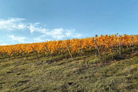 Téléchargez les photos : Rangées de vignes avec feuilles jaunes et dorées changeantes en automne contre ciel bleu. Campagne traditionnelle et paysages du beau Rhin Hesse, Allemagne. - en image libre de droit