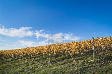 Foto de Filas de viñedos con hojas amarillas y doradas cambiantes en otoño contra el cielo azul. Paisajes y paisajes tradicionales del hermoso Rin Hesse, Alemania. - Imagen libre de derechos