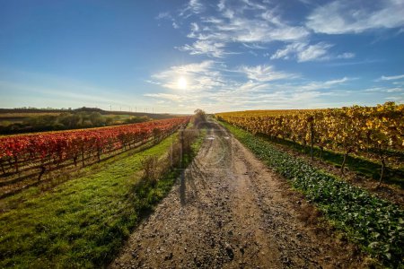 Téléchargez les photos : Rangées de vignes avec feuilles jaunes et rouges changeantes en automne, campagne viticole traditionnelle et paysages de la belle Hesse rhénane, Allemagne le long du sentier de randonnée "Hiwweltour Aulheimer Tal" contre ciel bleu avec nuages - en image libre de droit
