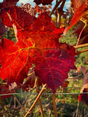Foto de Primer plano de las hojas de vid en rojo brillante. Colores otoñales fondo natural. - Imagen libre de derechos