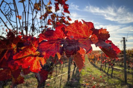 Téléchargez les photos : Gros plan de belles feuilles de vigne en rouge vif contre ciel bleu avec nuages et soleil. Rétro-éclairage. Couleurs d'automne fond naturel. - en image libre de droit