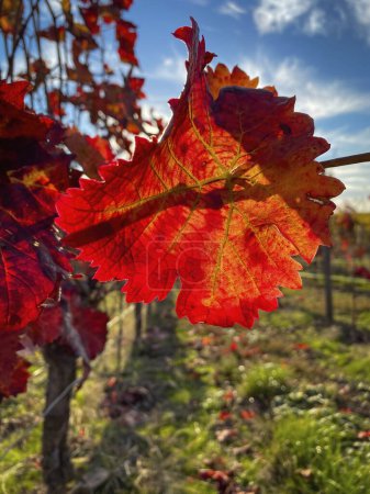 Téléchargez les photos : Gros plan des feuilles de vigne en rouge vif. Couleurs d'automne fond naturel. - en image libre de droit