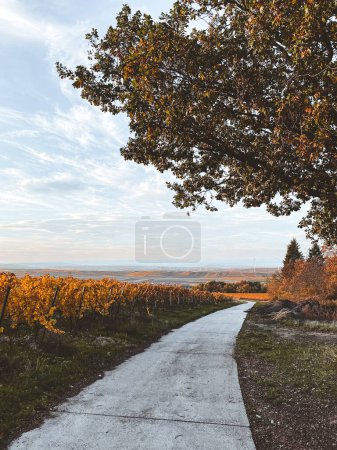 Foto de Vista panorámica del paisaje de la viticultura y del viñedo amarillo de color otoñal con sendero conrete cerca de Flonheim, Rin Hesse, Alemania - Imagen libre de derechos