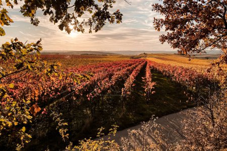 Téléchargez les photos : Vue panoramique des vignobles jaunes et rouges d'automne près de Flonheim, Rhin Hesse, Allemagne le long du sentier de randonnée "Hiwweltour Aulheimer Tal" - en image libre de droit