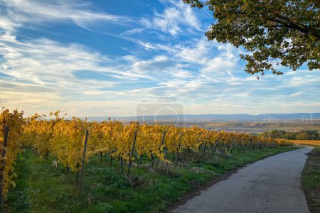 Téléchargez les photos : Vue panoramique sur le paysage viticole et le vignoble jaune de couleur automne avec sentier conrete près de Flonheim, Rhin Hesse, Allemagne - en image libre de droit