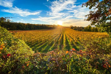 Téléchargez les photos : Vue panoramique des vignobles jaunes de couleur automne près de Flonheim, Rhin Hesse, Allemagne le long du sentier de randonnée "Hiwweltour Aulheimer Tal" - en image libre de droit