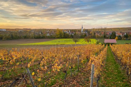 Téléchargez les photos : Vue panoramique de Flonheim Uffhofen en Rhin Hesse, Allemagne avec des vignobles jaunes de couleur automne le long du sentier de randonnée "Hiwweltour Aulheimer Tal" au coucher du soleil - en image libre de droit