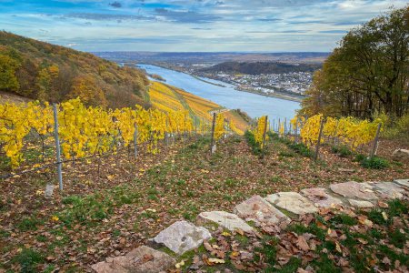 Photo for Scenic view to River Rhine, Rheingau and Rheinhessen near Niederwald monument, Germany with vineyard in yellow autumn colors - Royalty Free Image