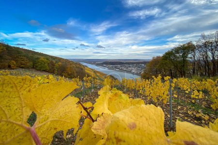 Photo for Scenic view to River Rhine, Rheingau and Rheinhessen near Niederwald monument, Germany with vineyard in yellow autumn colors - Royalty Free Image