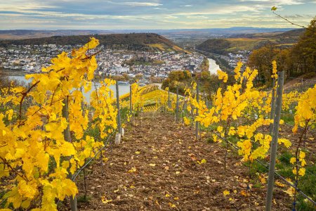 Téléchargez les photos : Vue panoramique sur le Rhin, Bingen et Rheinhessen près de Niederwald monument, Allemagne avec vignoble aux couleurs jaune automne - en image libre de droit