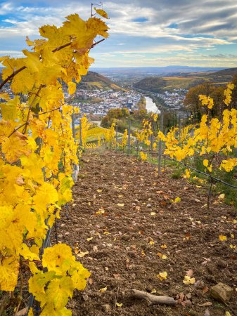 Photo for Scenic view to River Rhine, Bingen and Rheinhessen near Niederwald monument, Germany with vineyard in yellow autumn colors - Royalty Free Image