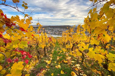 Téléchargez les photos : Vue panoramique sur le Rhin, Bingen et Rheinhessen près du monument de Niederwald, Allemagne avec vignoble aux couleurs d'automne jaune et rouge - en image libre de droit
