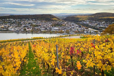 Vistas panorámicas al río Rin, Bingen y Rheinhessen cerca del monumento de Niederwald, Alemania con viñedo en colores amarillos y rojos de otoño