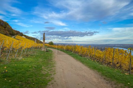 Téléchargez les photos : Sentier pédestre à travers les vignobles jaunes de couleur automne le long du Rhin, Allemagne contre ciel bleu avec nuages - en image libre de droit
