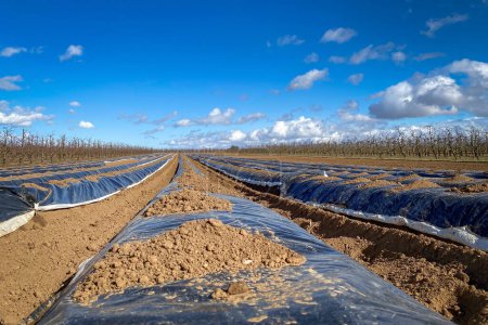 Téléchargez les photos : Vue en angle bas de la nouvelle saison sur champ d'asperges près de Mayence, Allemagne recouvert de film plastique en lignes contre ciel bleu avec nuages - en image libre de droit