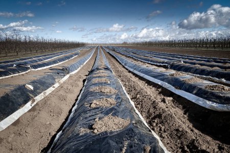 Téléchargez les photos : Vue en angle bas de la nouvelle saison sur champ d'asperges près de Mayence, Allemagne recouvert de film plastique en lignes contre ciel bleu avec nuages - en image libre de droit