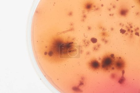 Photo for Close-up of beige and brown bacteria culture growing in petri dish, copy space - Royalty Free Image