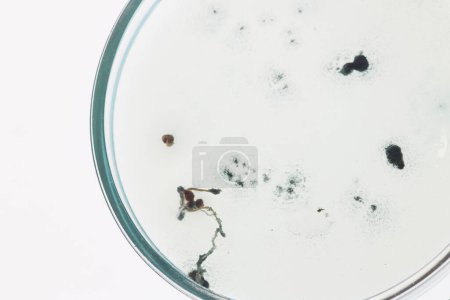 Photo for Background image of test sample of growing bacteria cells in petri dish against white background - Royalty Free Image