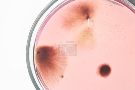Photo for Macro image of light pink microorganism growing in petri dish against white background - Royalty Free Image