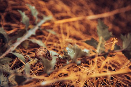 Photo for Close-up of a snail crawling on a plant after raining - Royalty Free Image